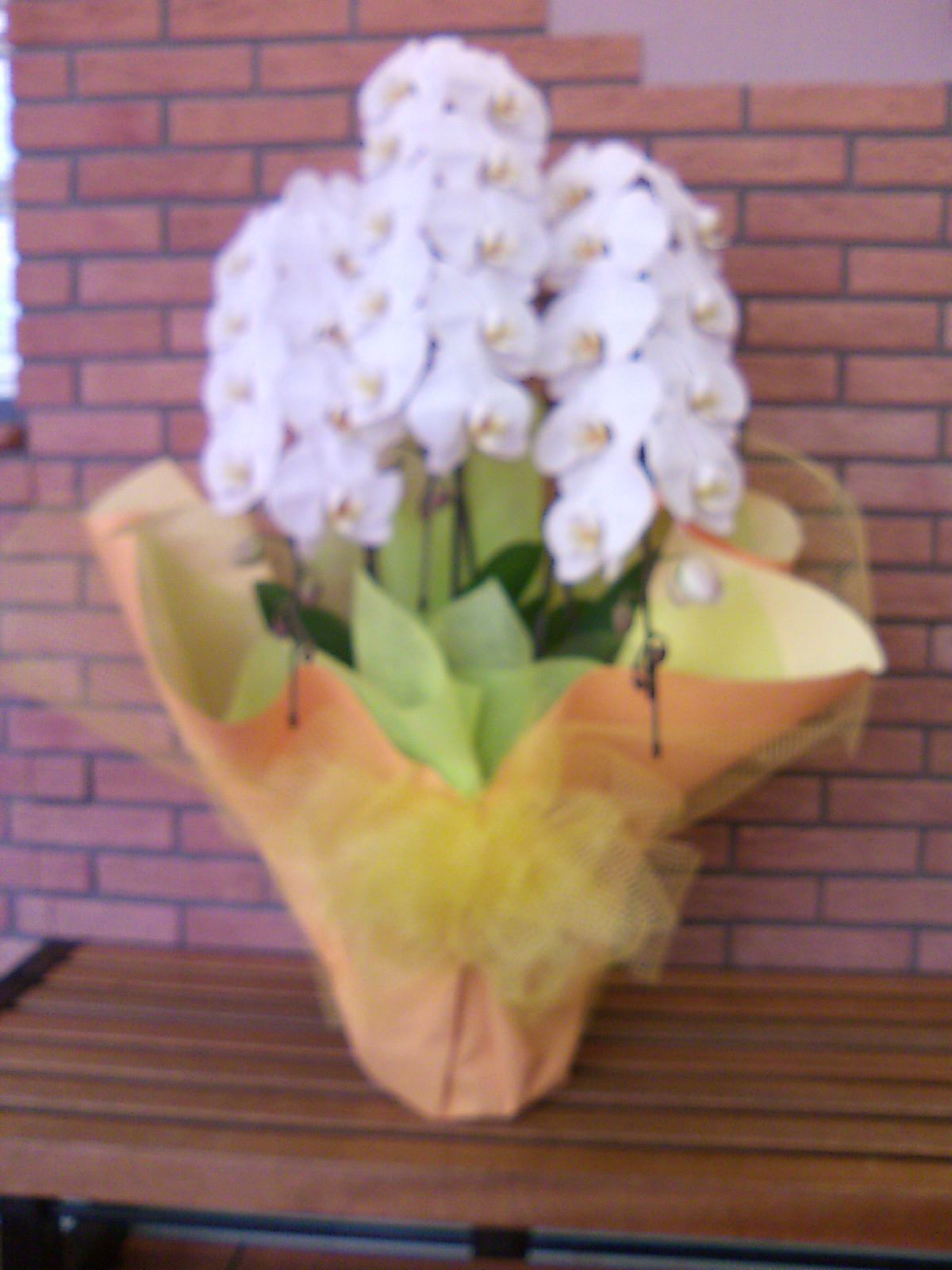 お祝用の胡蝶蘭