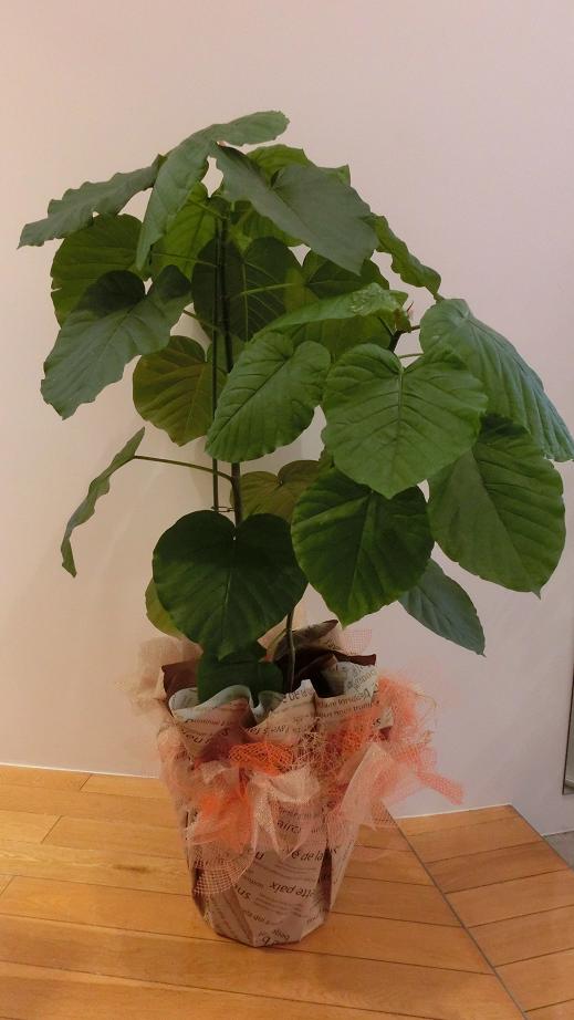 フィッカスウンベラータの鉢