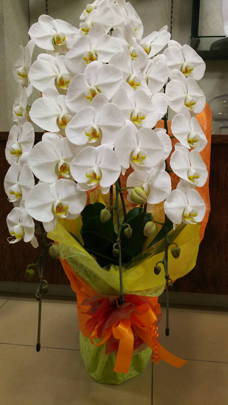 御祝用の胡蝶蘭