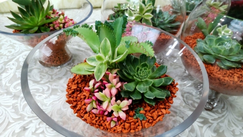 多肉植物セラミス植
