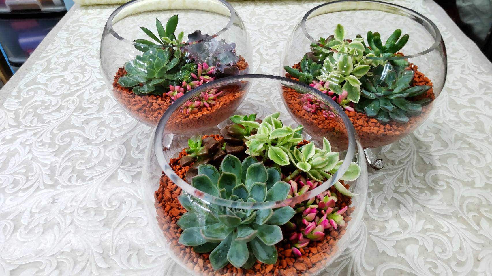 多肉植物セラミス植