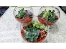 多肉植物セラミス植