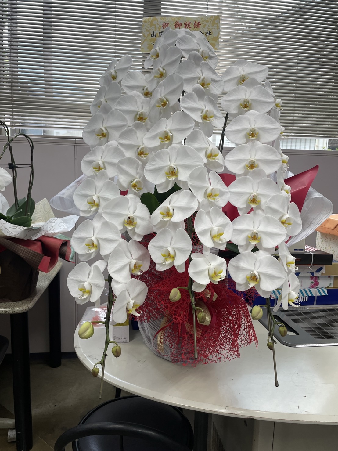 御祝用の胡蝶蘭