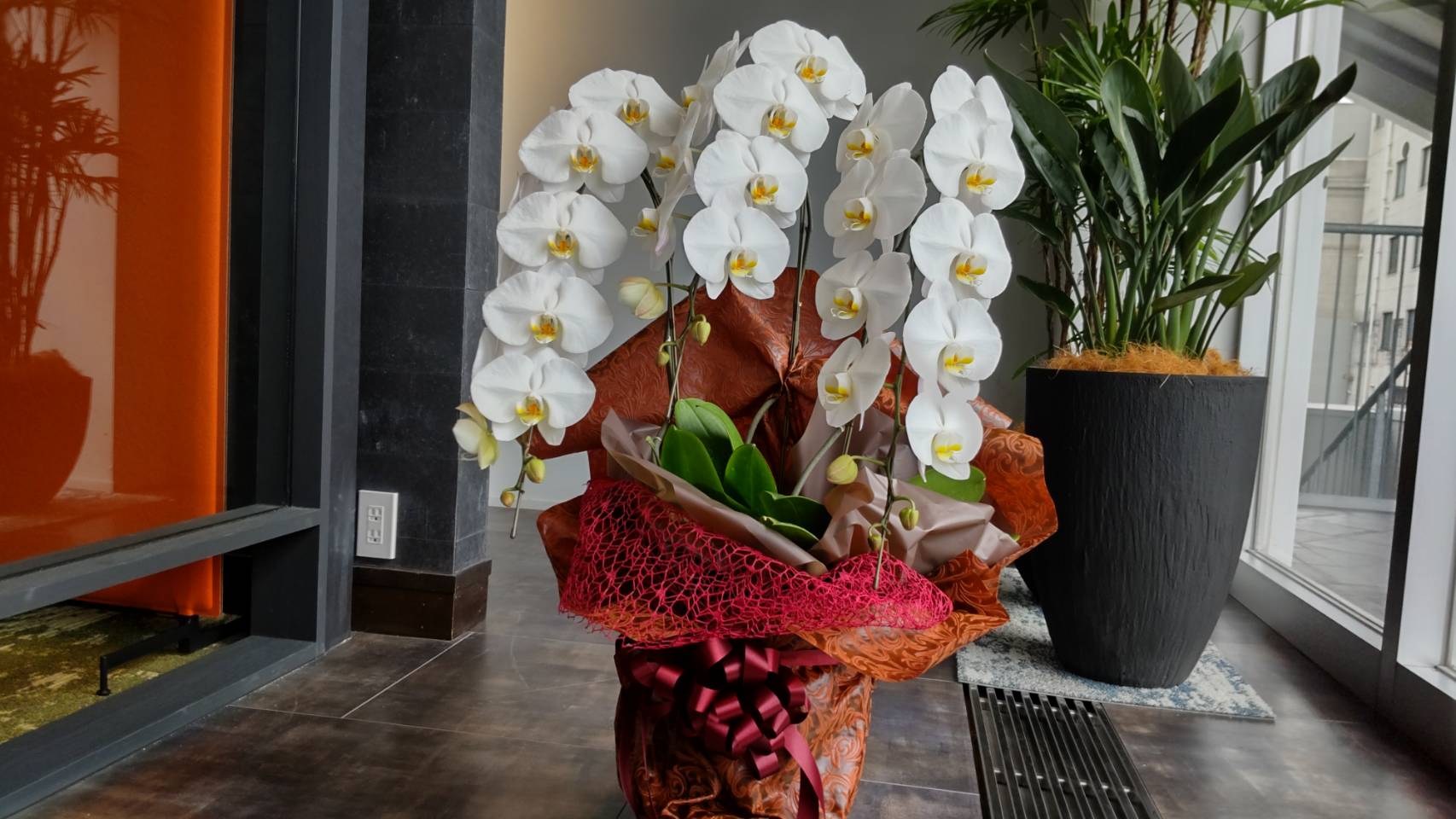 御祝用の胡蝶蘭