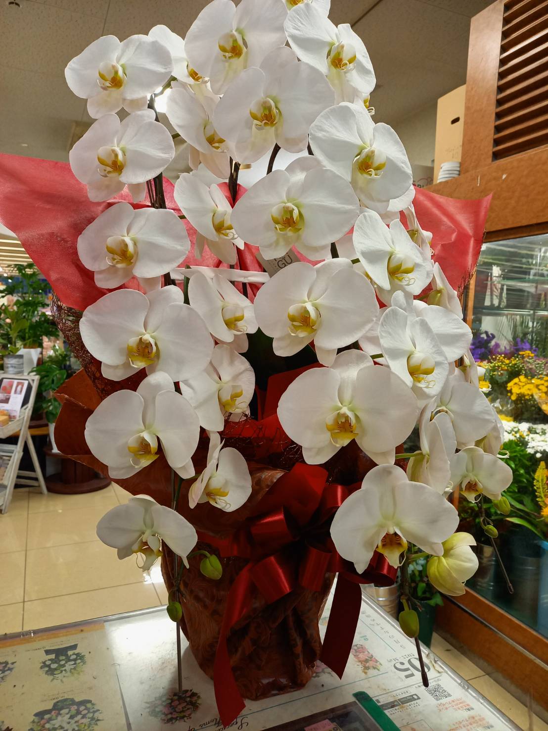 御祝用の胡蝶蘭