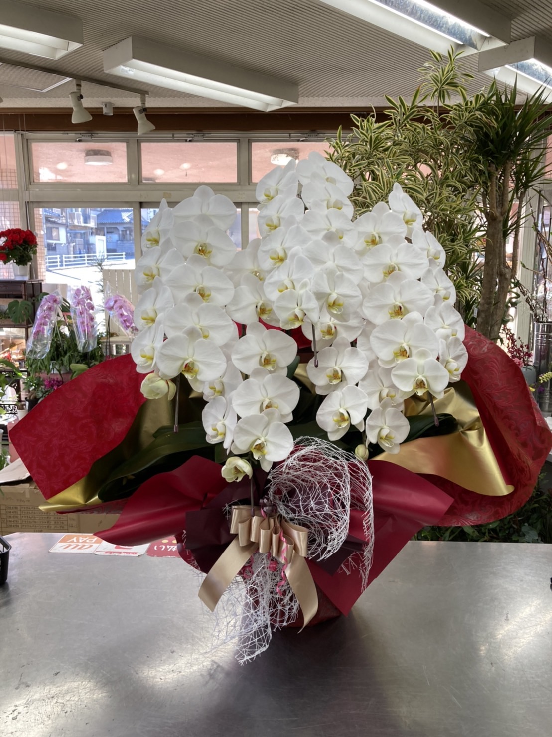 御祝用の胡蝶蘭